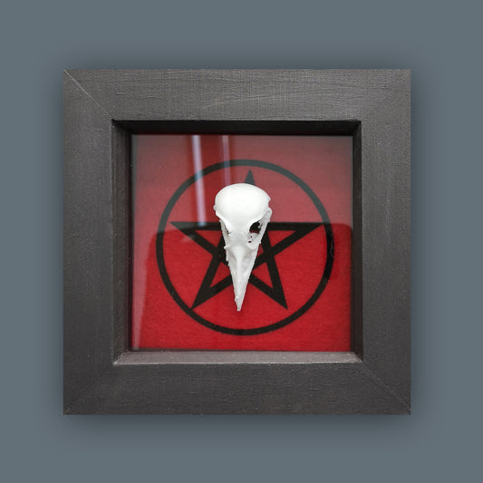 Shadow Box with 3d bird skull and pentagram